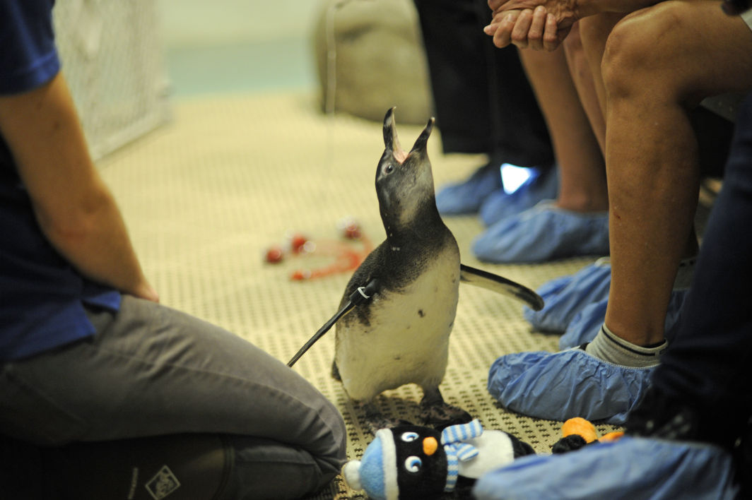penguin_gso_encounter007.JPG